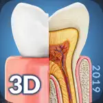 My Dental Anatomy App Positive Reviews