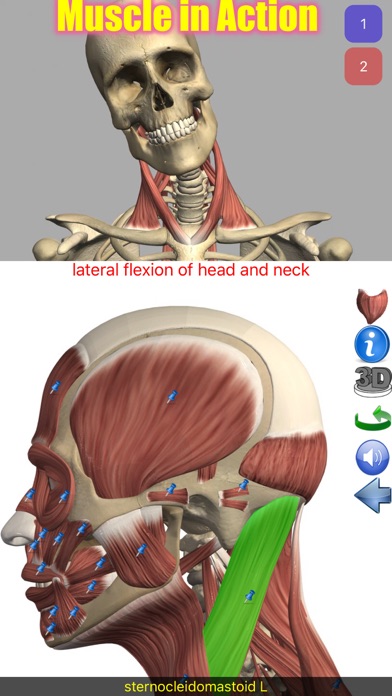 Screenshot #1 pour Visual Anatomy