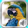 Birds Sounds and Music icon