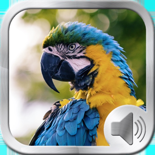 Birds Sounds and Music - AppWisp.com
