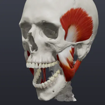 Skull, Teeth & TMJ Читы