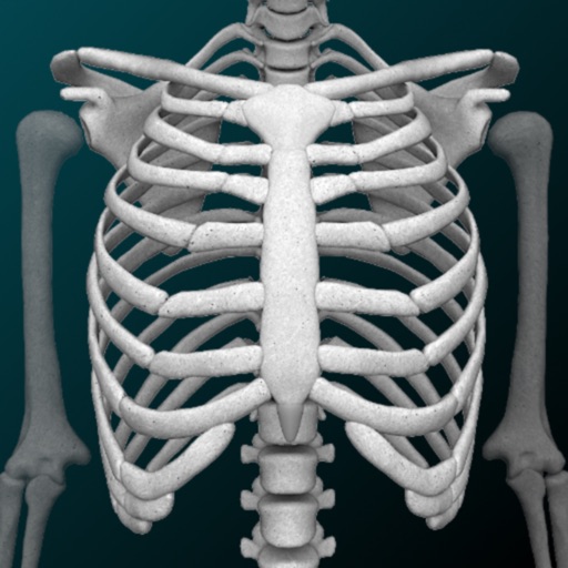 Baixar Bones Humano  3D (anatomia)