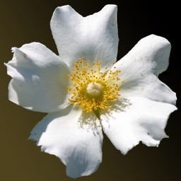 Georgia Wildflowers