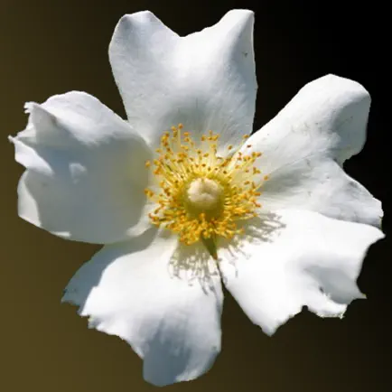 Georgia Wildflowers Cheats