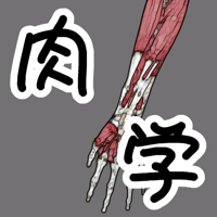 肉学上肢