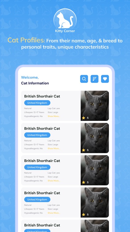 KittyCorner: Facts & Info