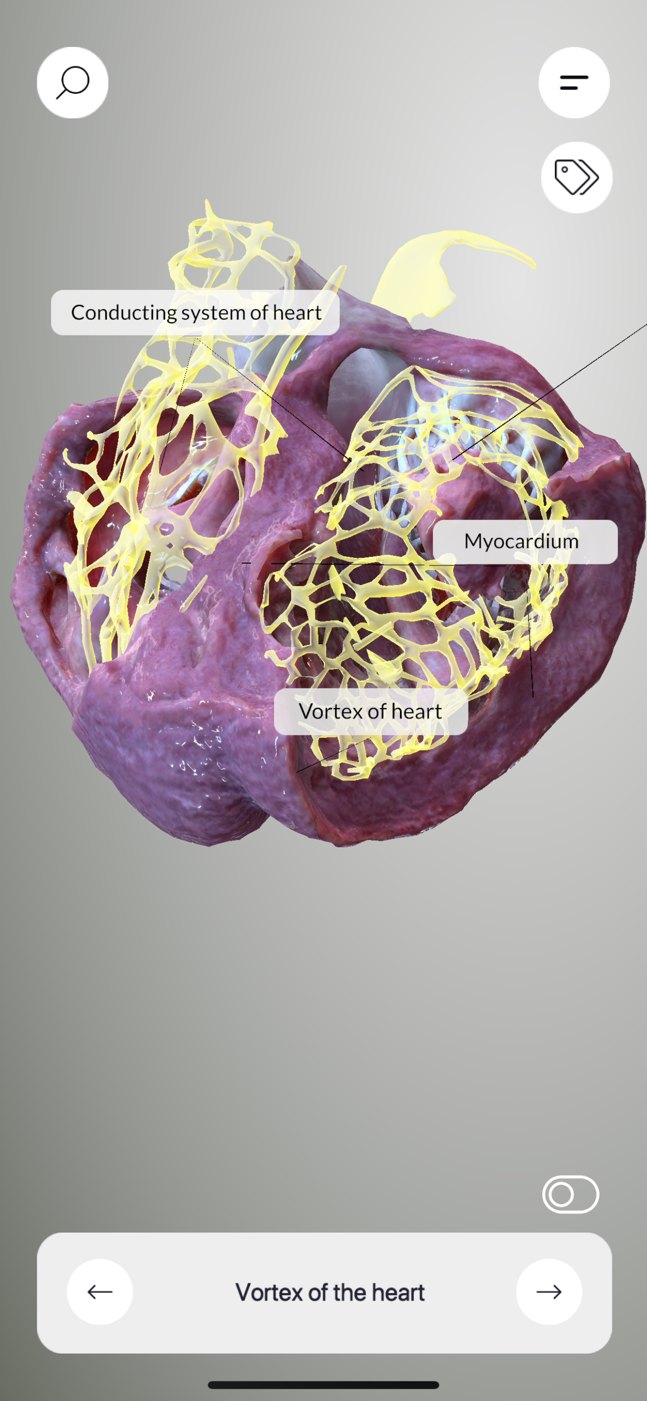 3D Heart Anatomy