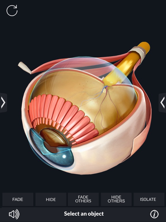 Organs Anatomy iPad screenshot 6 - Medical app
