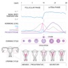 Basal Body Temperature Calc. - iPhoneアプリ