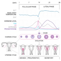 Basal Body Temperature Calc.