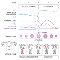 Basal Body Temperature Calc.