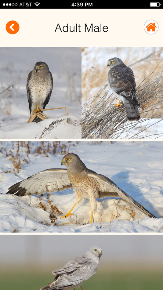 #2. Raptor ID (iOS) 由: HawkWatch International