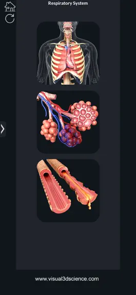 Game screenshot My Respiratory System Anatomy mod apk