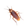 Get Bug Plague - Play on Watch for iOS, iPhone, iPad Aso Report