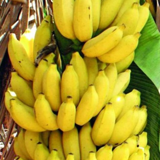 Soninke – O yittirenmu