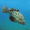 Coastal Fishes problems & troubleshooting and solutions