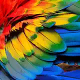 Video color adjust - Icono de la app