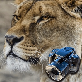 Screenshots (9) Hidden Objects Games: Animals