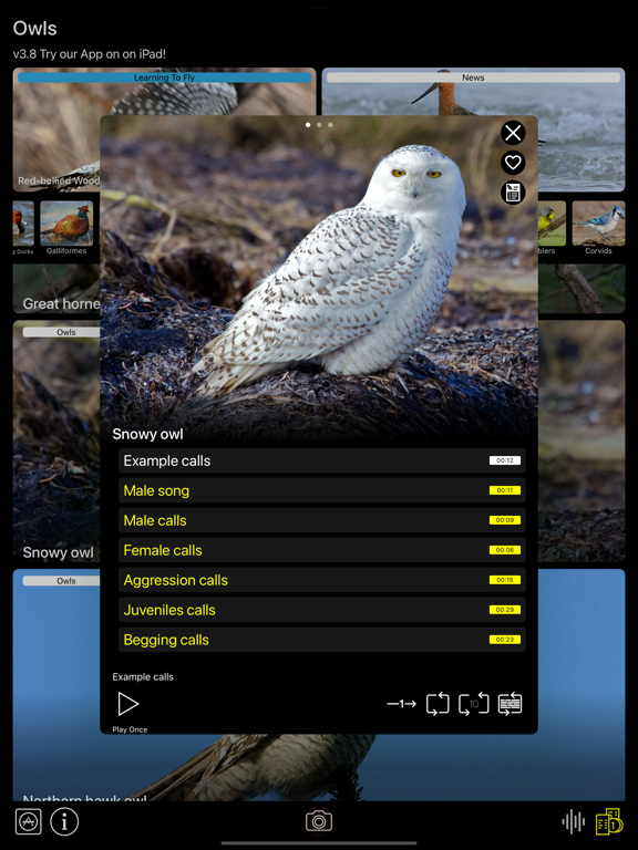 Screenshot #6 pour Birds of North America: Sounds