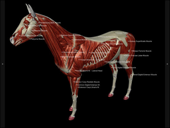 Screenshot #4 pour 3D Horse Anatomy Software