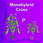 Monohybrid Cross App Contact