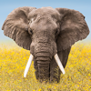 Wildlife Wallpaper Weather - Weather Creative Inc.