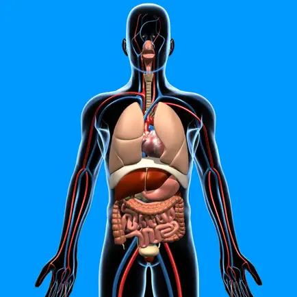 Human Anatomy Quizzes Читы