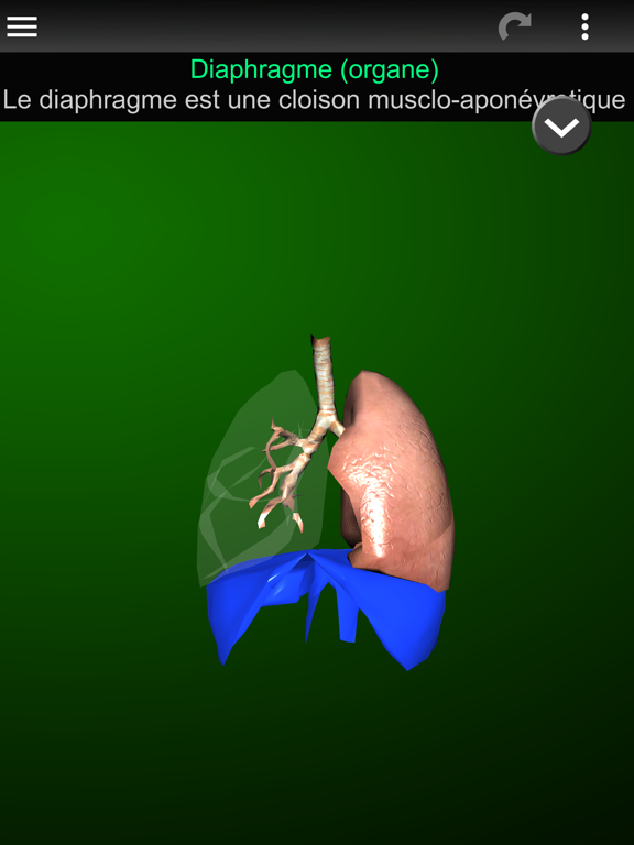 Screenshot #6 pour Organes 3D (Anatomie)