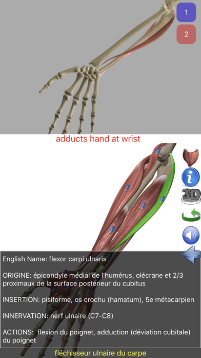 Screenshot #2 pour Visual Anatomy