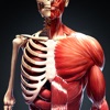 人体解剖・アトラス 3D：筋肉と骨格 - iPhoneアプリ