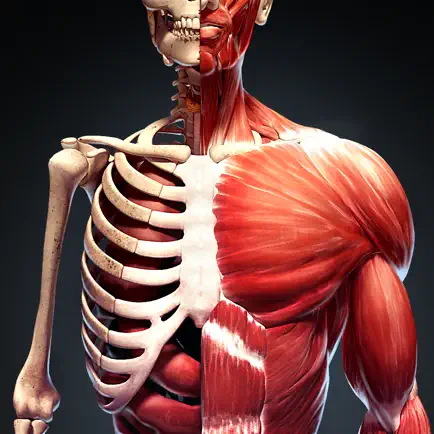 Human Body Atlas: 3D Medical Cheats