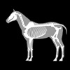 3D Horse Anatomy Software - iPadアプリ