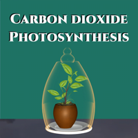 Carbon dioxide Photosynthesis