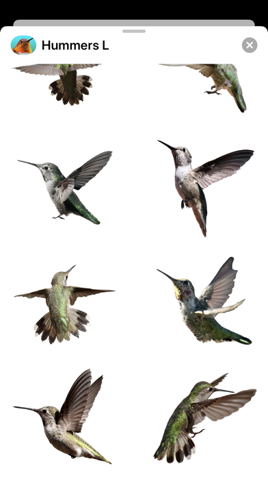 Hummingbirds - Large (Retina) Screenshot