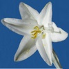 Anza-Borrego Wildflower Guide icon