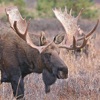 Bull-Cow Moose Hunting Calls icon