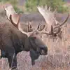 Similar Bull-Cow Moose Hunting Calls Apps
