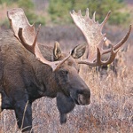 Download Bull-Cow Moose Hunting Calls app