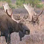 Bull-Cow Moose Hunting Calls App Positive Reviews