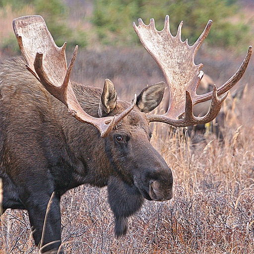Bull-Cow Moose Hunting Calls - AppWisp.com