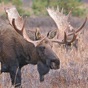 Bull-Cow Moose Hunting Calls app download