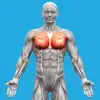 Muscle System Anatomy problems & troubleshooting and solutions