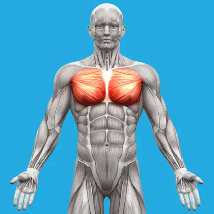Muscle System Anatomy Cheats