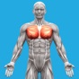 Muscle System Anatomy app download
