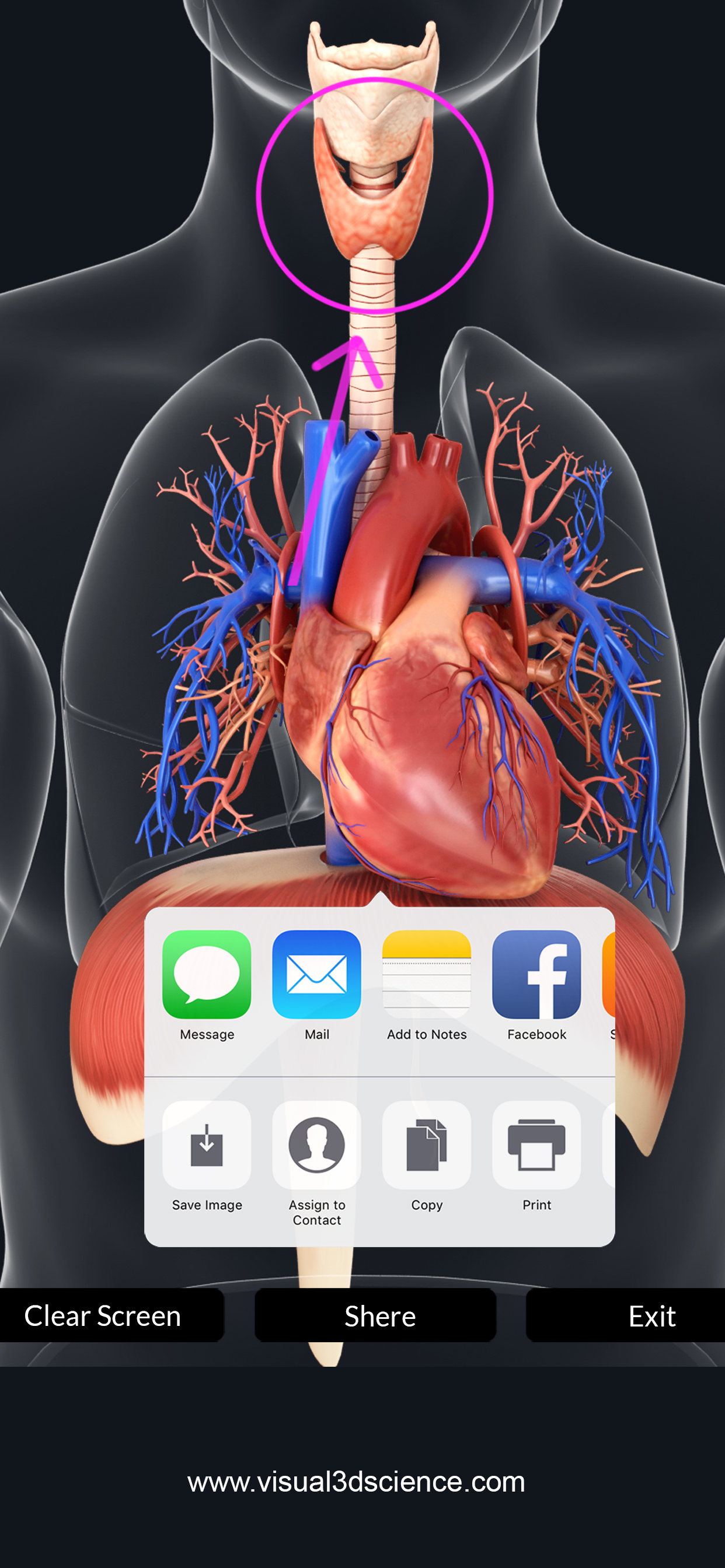 My Respiratory System Anatomy screenshot 5