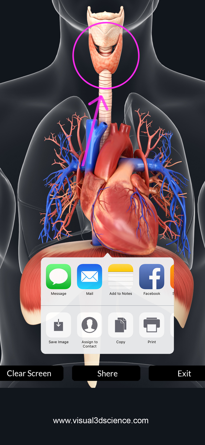My Respiratory System Anatomy
