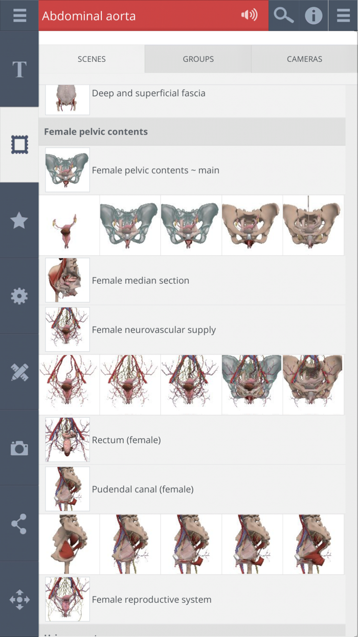 Primals 3D Female Pelvis