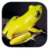 Frogs of Southern Africa App Feedback