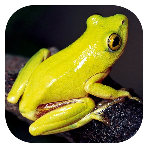 Frogs of Southern Africa icon