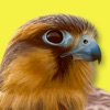 iBird Classic Pro - iPhoneアプリ